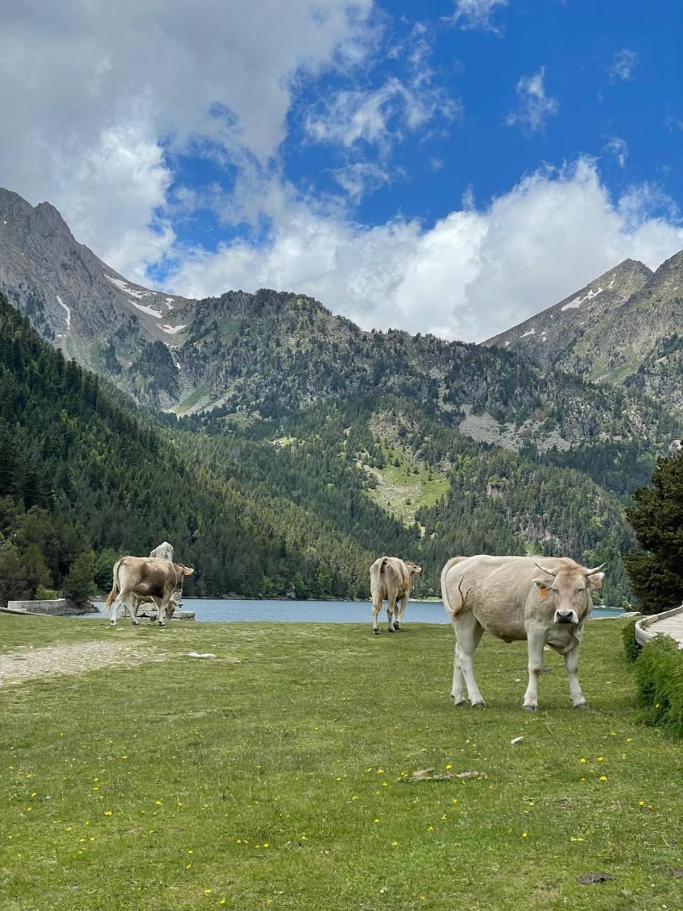 Appartamento Bonic d´Àneu Esterri d'Àneu Esterno foto